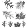 Tim Holtz Cling Stamps - Falling Leaves -Bürobedarf Geschäft 0001824849