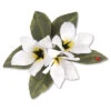 Flower, Stephonotis