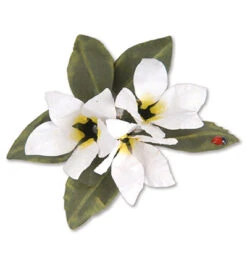 Flower, Stephonotis